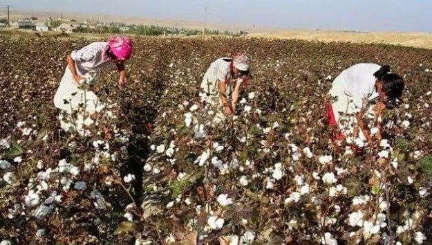 Paxta mavsumida majburiy mehnatga yoʻl qoʻygan 8 nafar mansabdor jazolandi