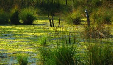 RAMSAR KONVENSIYASI – 53 YILDAN BUYON AMALDA