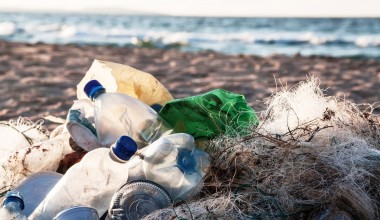 Okeanda plastikni «yeyishga» qodir zamburug‘lar topildi